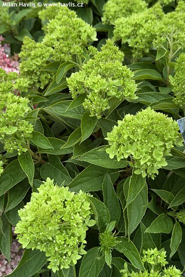 Hydrangea paniculata GROUNDBREAKER GREENY
