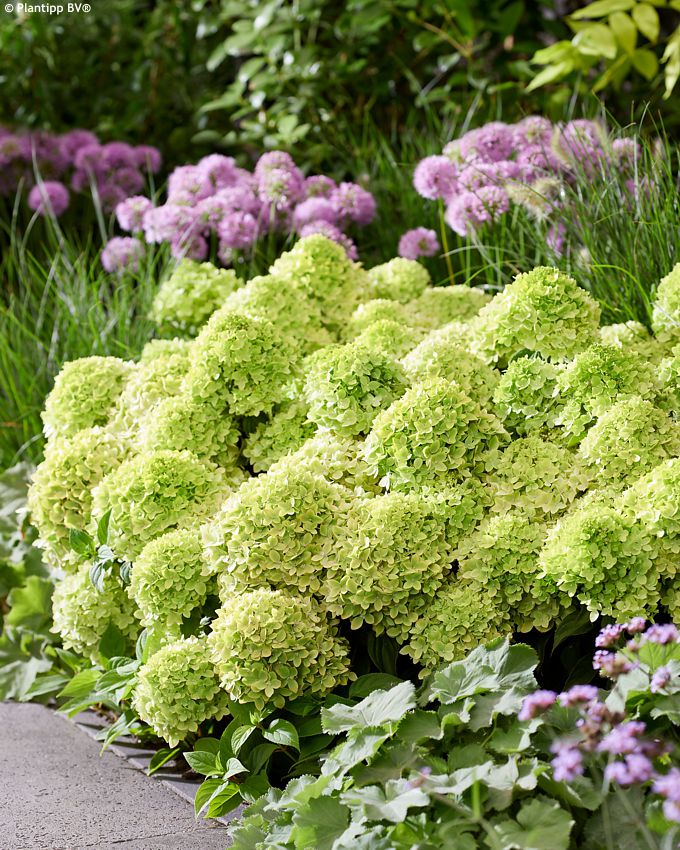 hydrangea paniculata Groundbreaker Greeny