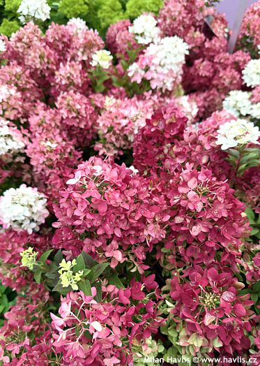 Hydrangea paniculata LC NO27 GROUNDBREAKER RUBY
