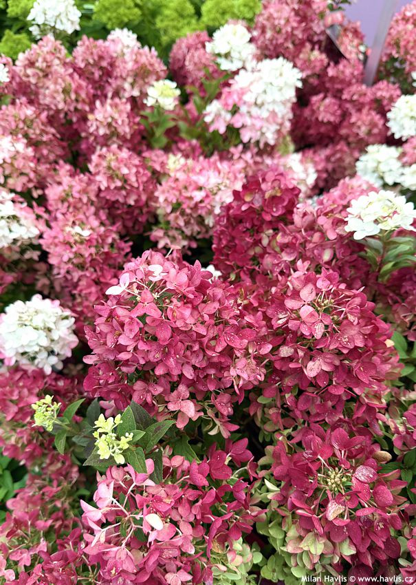 hydrangea paniculata Groundbreaker Ruby