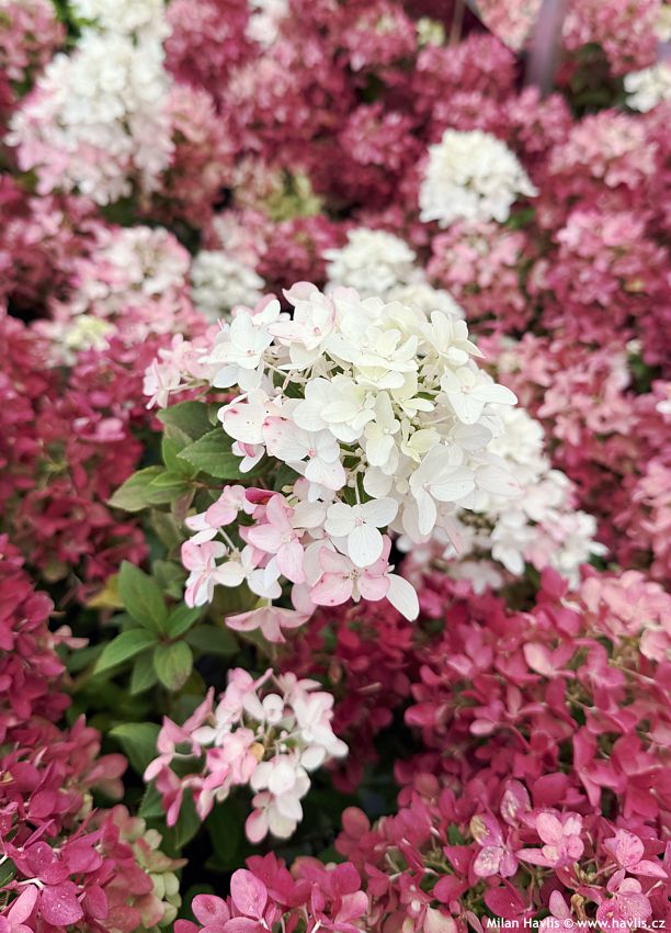 hydrangea paniculata Groundbreaker Ruby