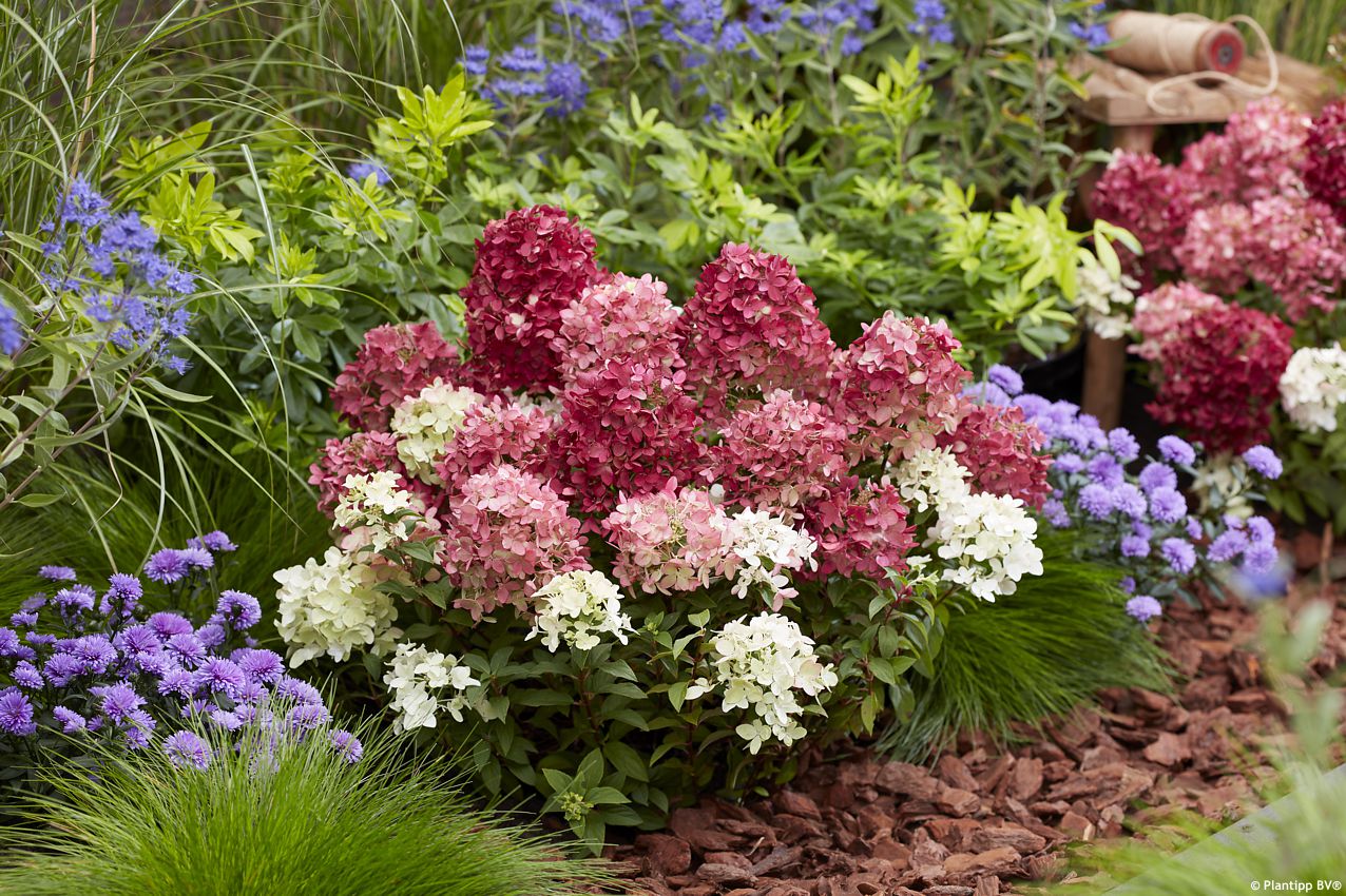 hydrangea paniculata Groundbreaker Ruby