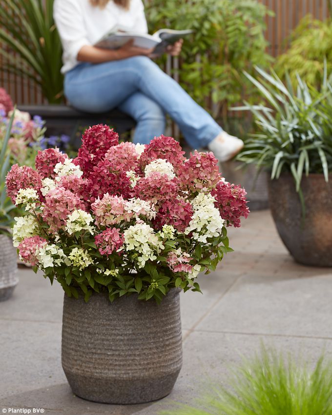 hydrangea paniculata Groundbreaker Ruby
