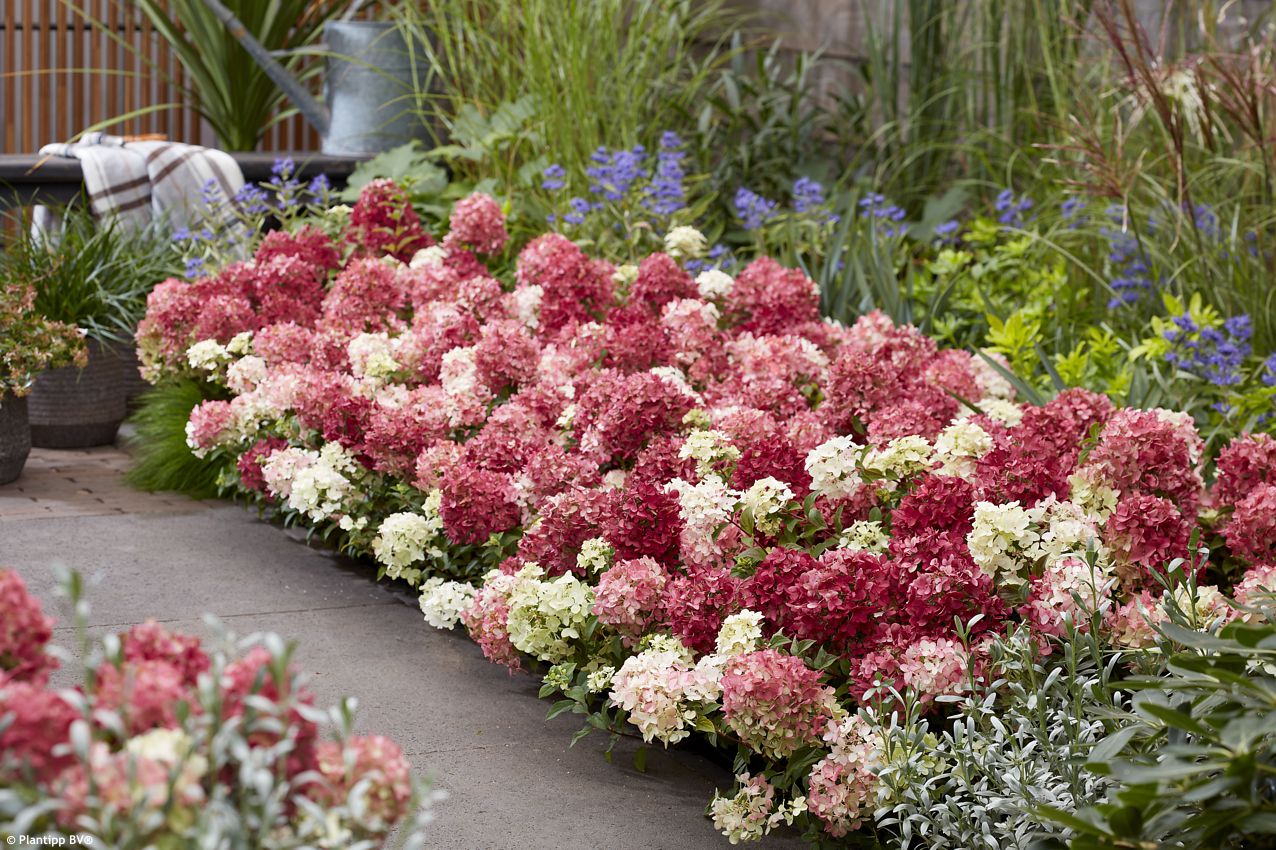 hydrangea paniculata Groundbreaker Ruby