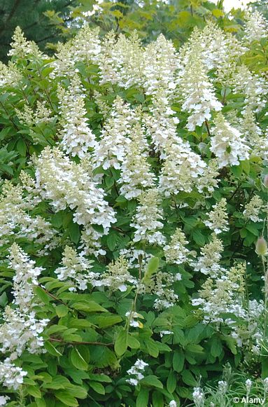 Hydrangea paniculata 'KYUSHU'