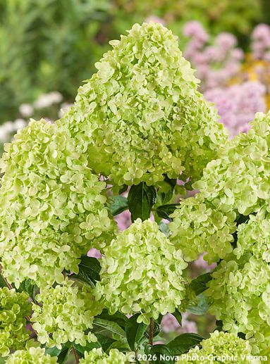 Hydrangea paniculata 'Jane' LITTLE LIME�™