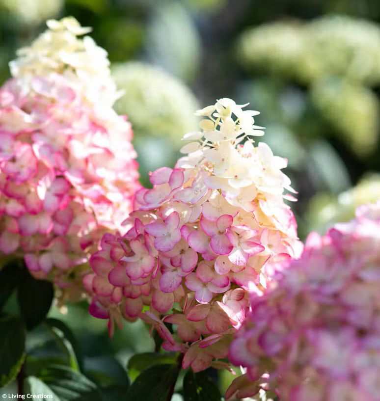 hydrangea paniculata Living Colourful Cocktail LIV 2.jpg