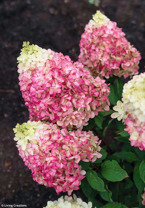 hydrangea paniculata Living Colourful Cocktail LIV 4.jpg