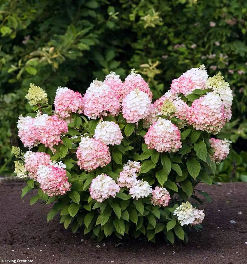 hydrangea paniculata Living Colourful Cocktail LIV 6.jpg