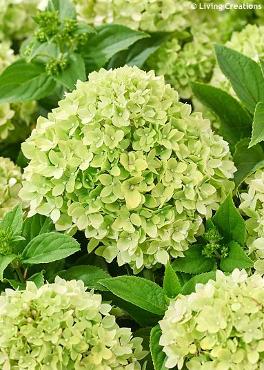 Hydrangea paniculata 'LC NO24' LIVING LITTLE APPLE