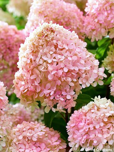 Hydrangea paniculata �LC NO20� LIVING LITTLE LOVE