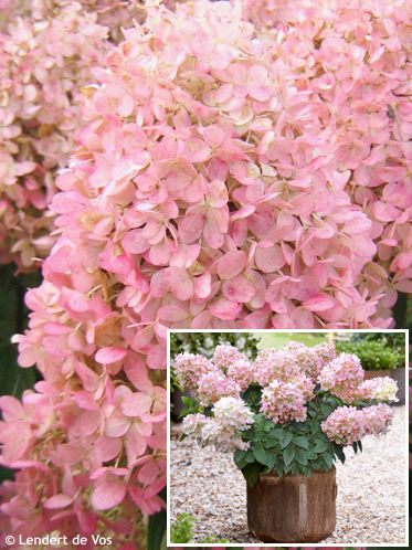Hydrangea paniculata 'HYLV17520' PINKLIGHT