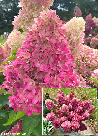 Hydrangea paniculata 'HYLV17522' REDLIGHT