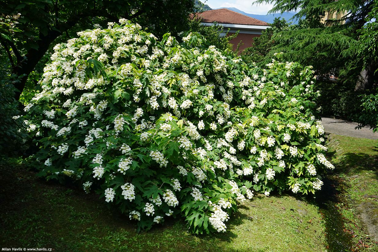 hydrangea quercifolia
