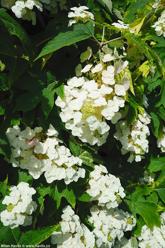 hydrangea quercifolia