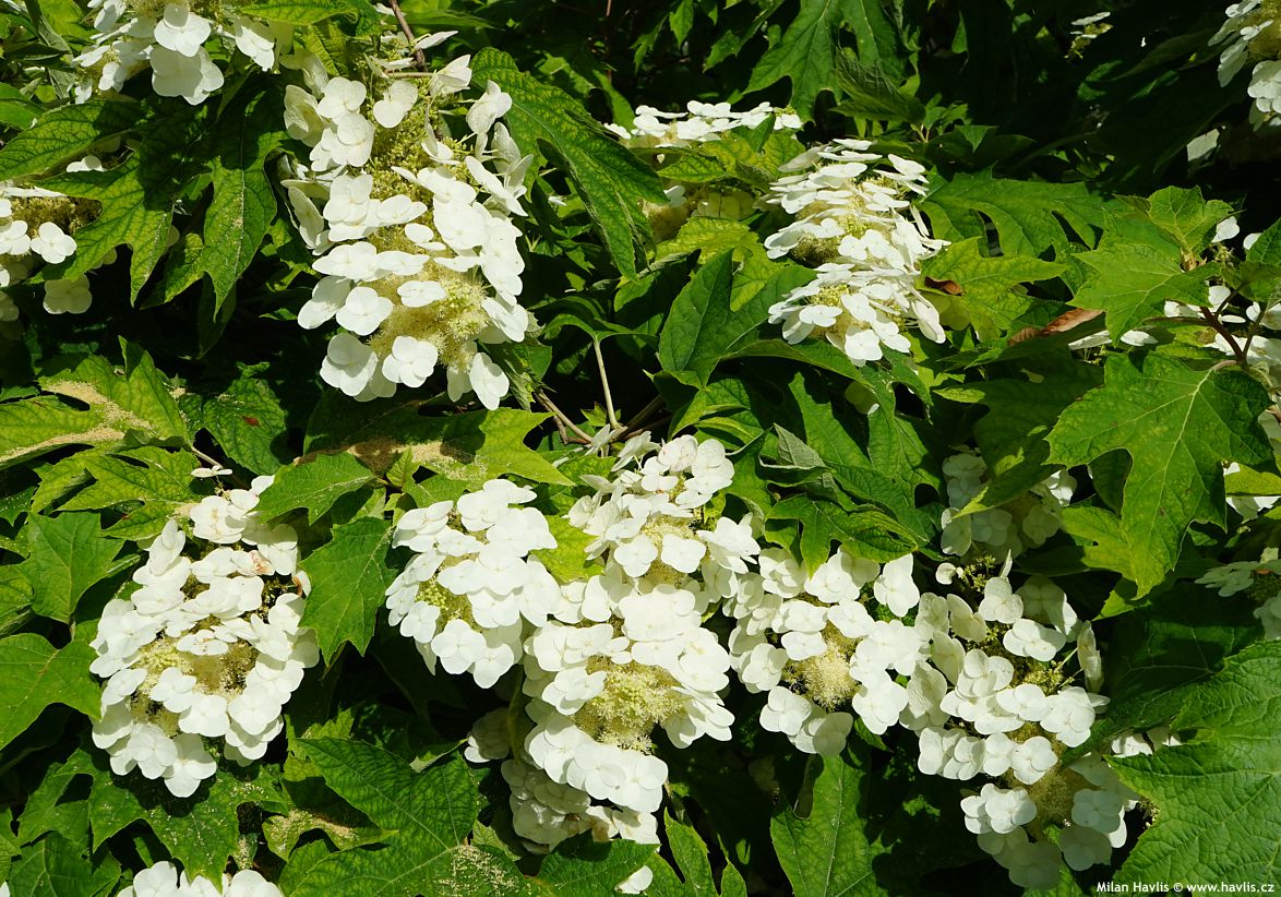 hydrangea quercifolia