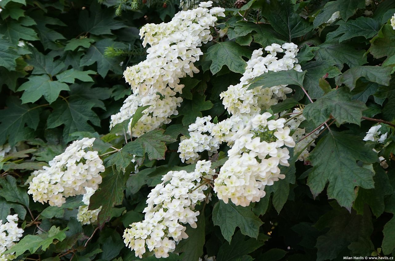 hydrangea quercifolia Snowflake