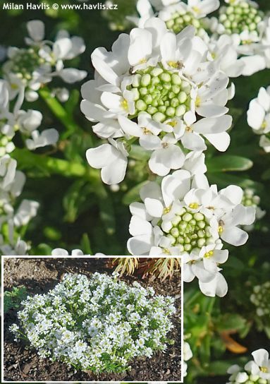 Iberis sempervirens 'Ibcom' SNOW CONE