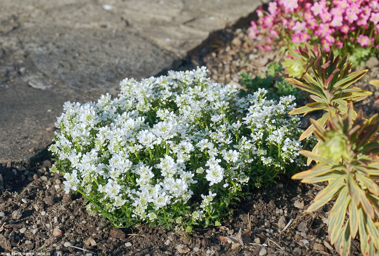 iberis sempervirens Snow Cone