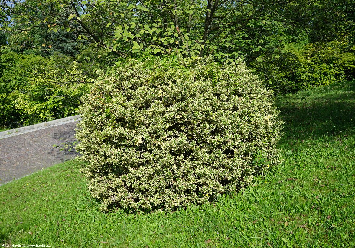 ilex aquifolium Ferox Argentea