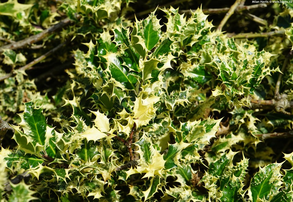 ilex aquifolium Ferox Argentea
