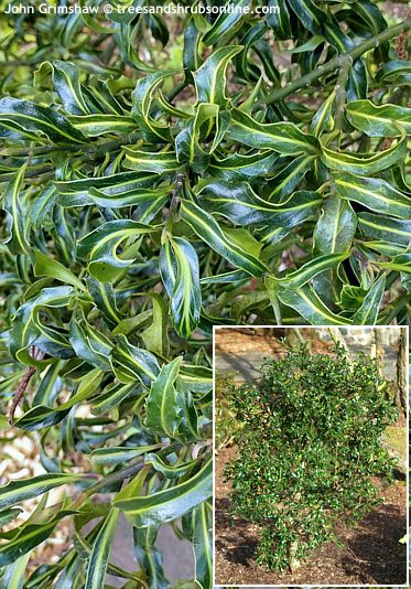 Ilex aquifolium 'LICHTENTHALII'