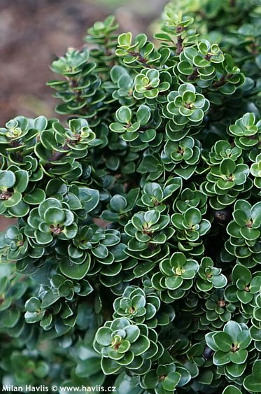 Ilex crenata 'DWARF PAGODA'