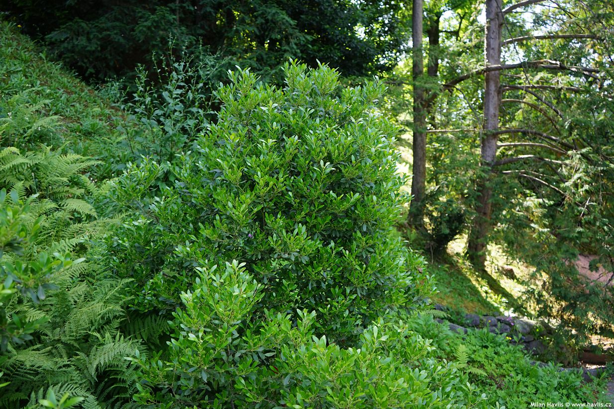 ilex glabra