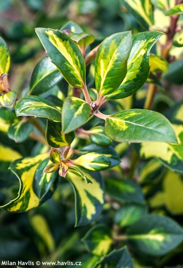 Ilex x altaclerensis 'RIPLEY GOLD'