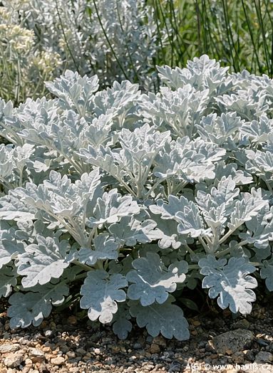Jacobaea maritima