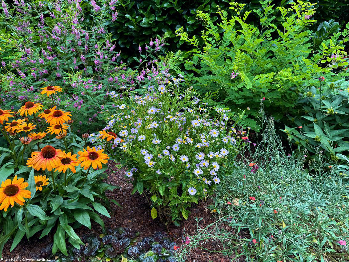 kalimeris incisa Blue Star