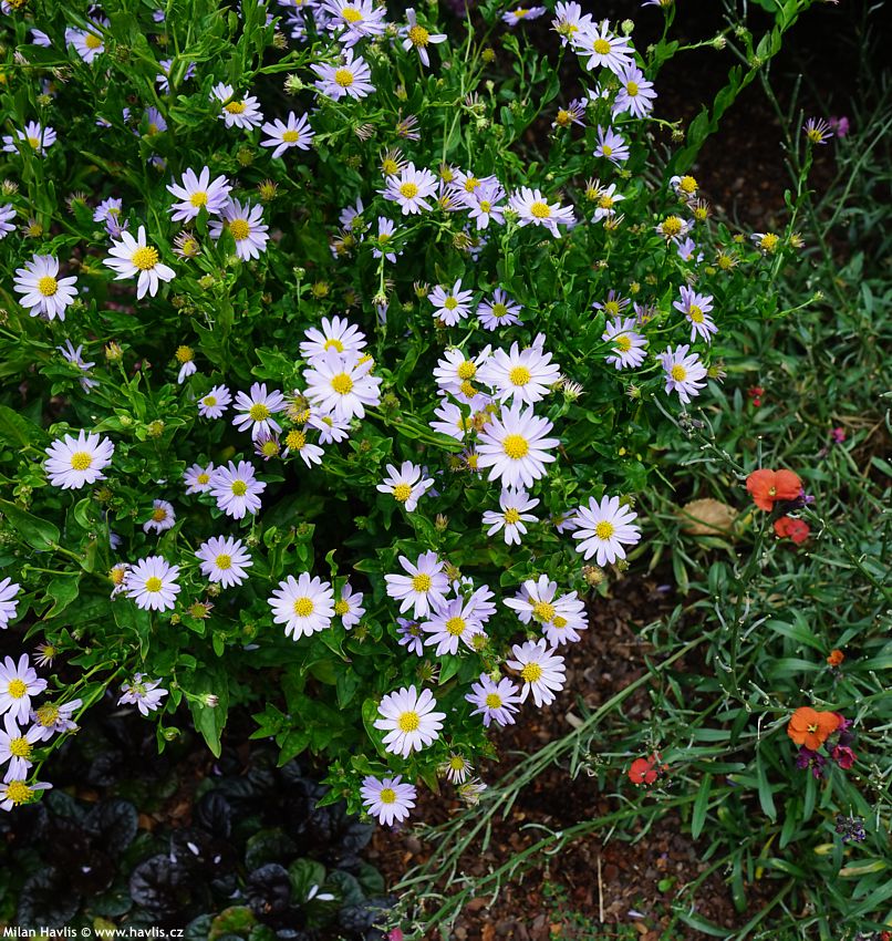 kalimeris incisa Blue Star