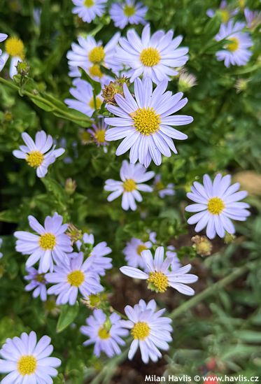 Kalimeris incisa 'BLUE STAR'