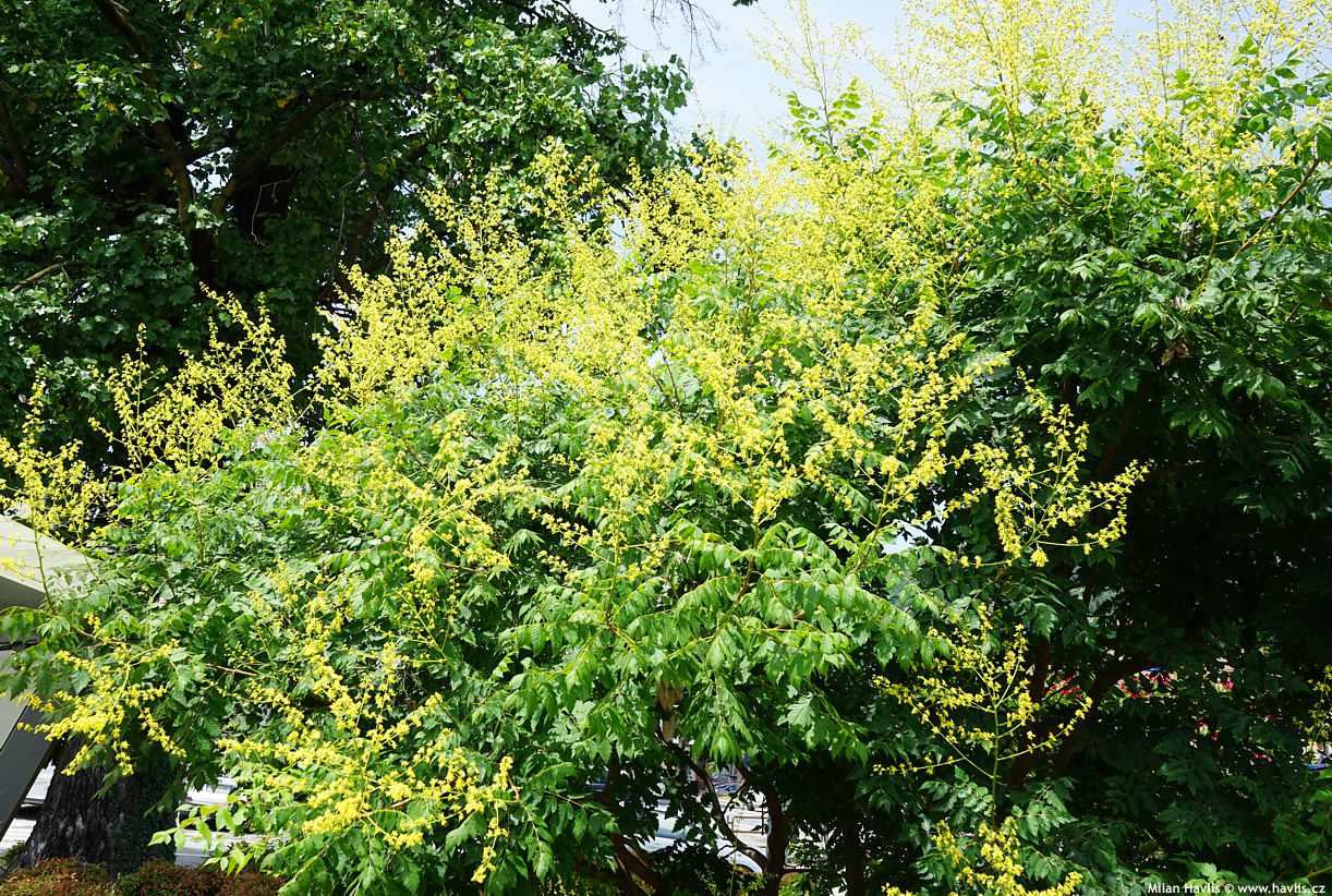 koelreuteria paniculata