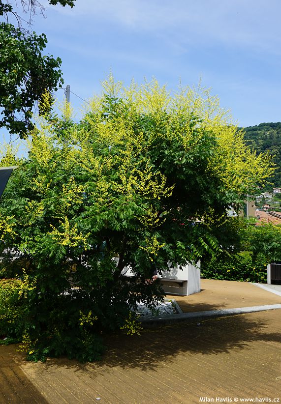 koelreuteria paniculata