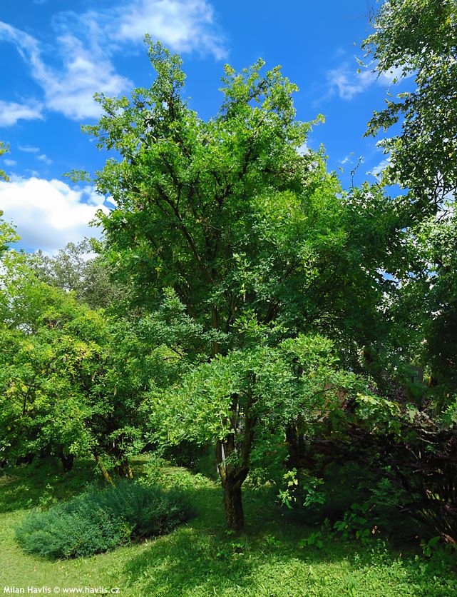 laburnocytisus adamii