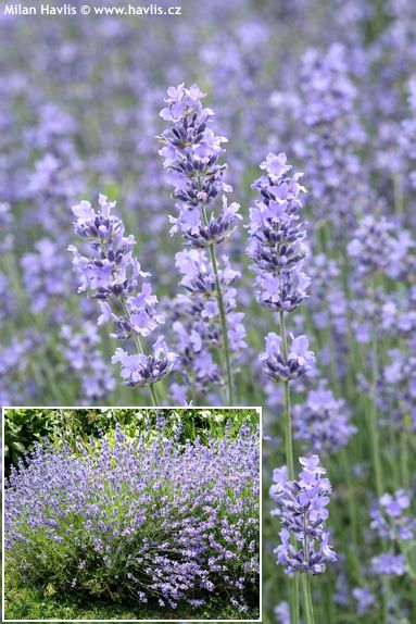 Lavandula angustifolia 'DWARF BLUE'