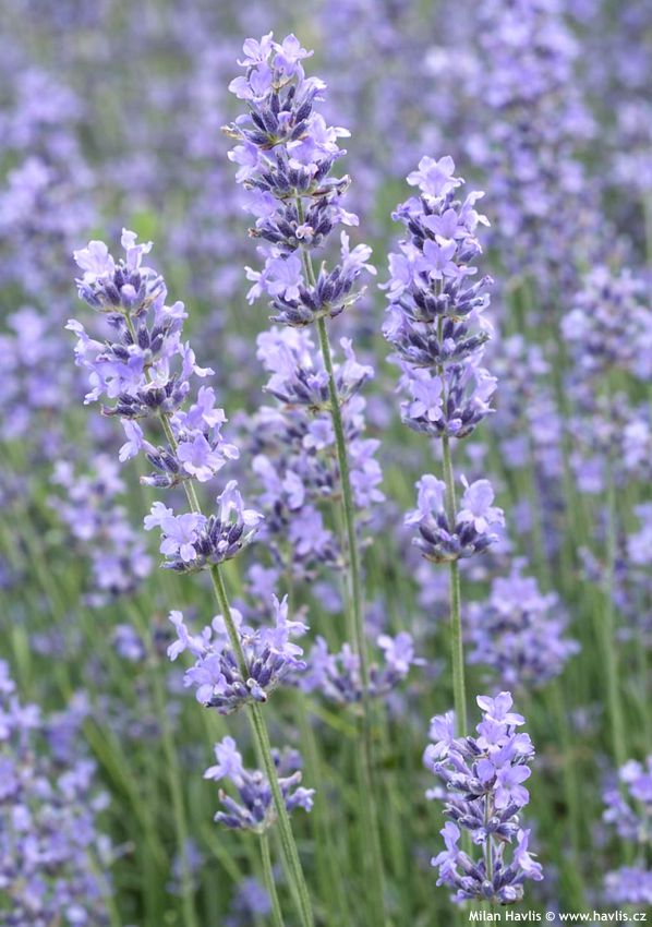 lavandula angustifolia Dwarf Blue 2026 AIGI 2.jpg