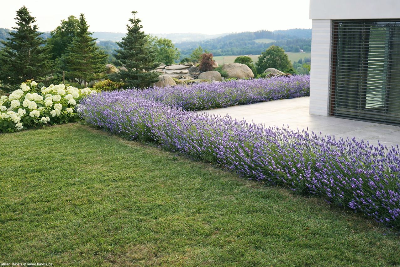 lavandula angustifolia Dwarf Blue 2026 AIGI 3.jpg