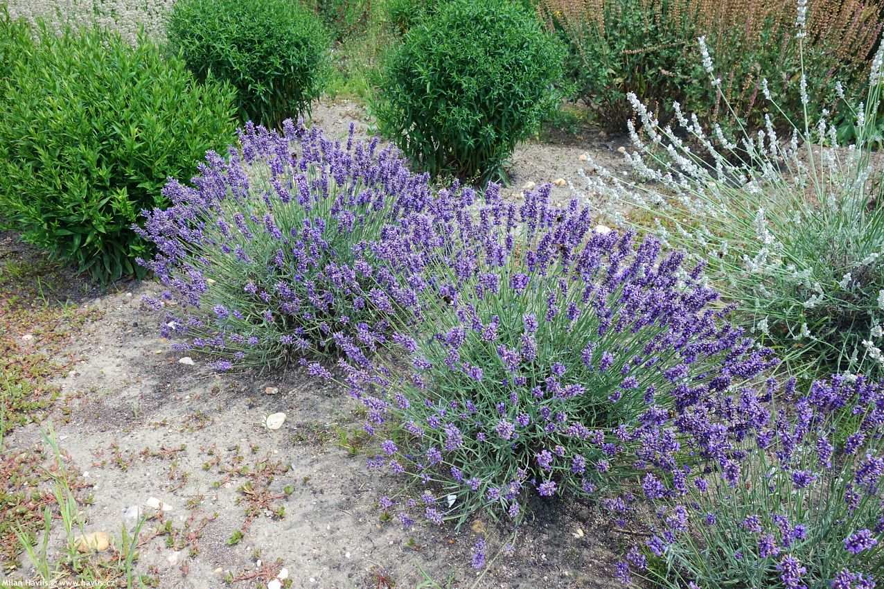 lavandula angustifolia Dwarf Blue asi 2016.jpg
