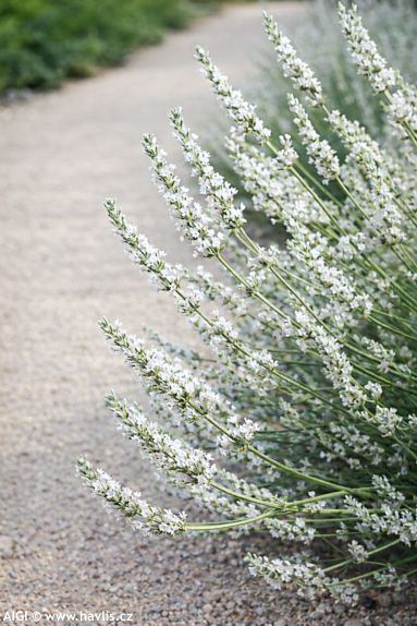 Lavandula x intermedia 'EDELWEISS'