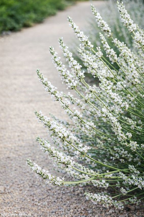 lavandula x intermedia Edelweiss 2026 AIGI 1.jpg