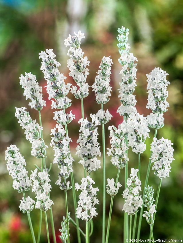 lavandula x intermedia Edelweiss NOVA 1.jpg