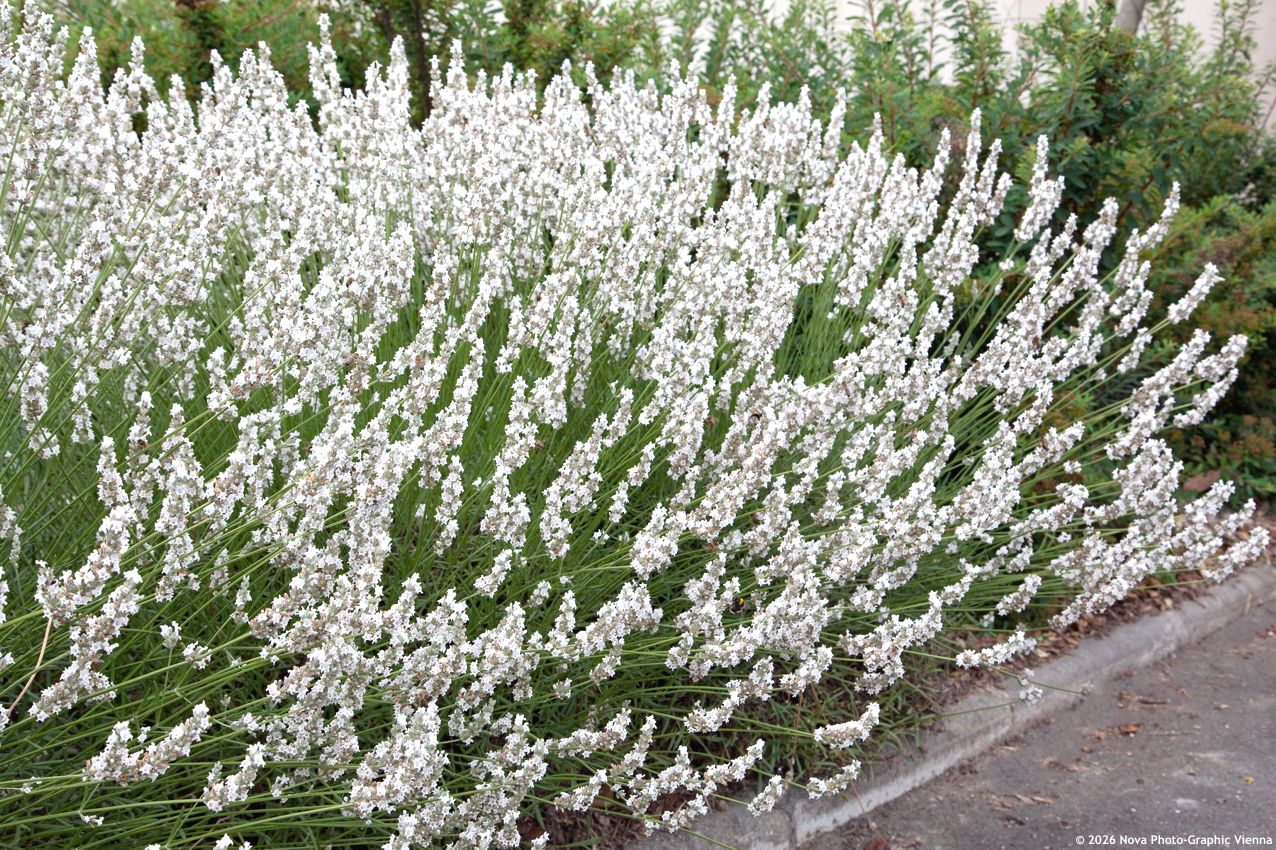 lavandula x intermedia Edelweiss NOVA 2.jpg