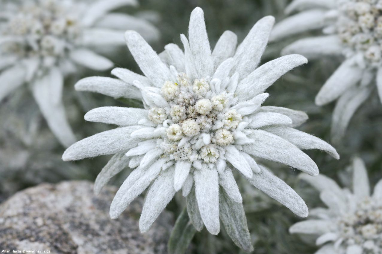 leontopodium alpinum Watzmann 2026 AIGI 2.jpg