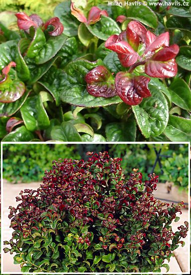Leucothoe axillaris 'CURLY RED'&reg;