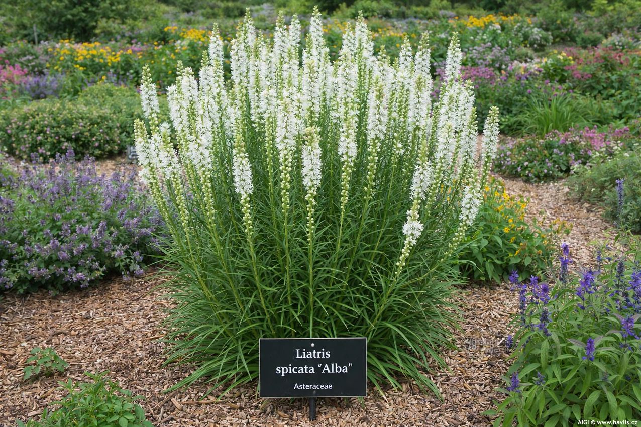 liatris spicata Alba 2026 AIGI 1.jpg