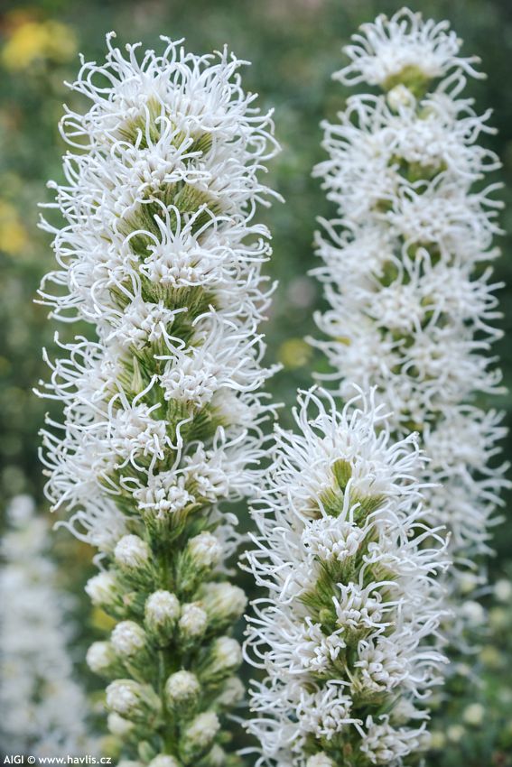 liatris spicata Alba 2026 AIGI 2.jpg