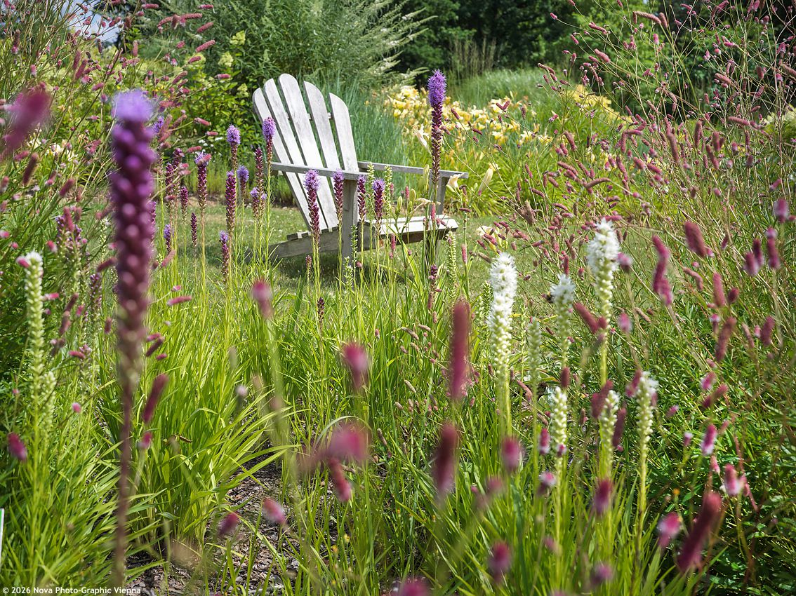 liatris spicata Alba NOVA 1.jpg