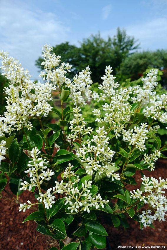 ligustrum japonicum Korea Dwarf